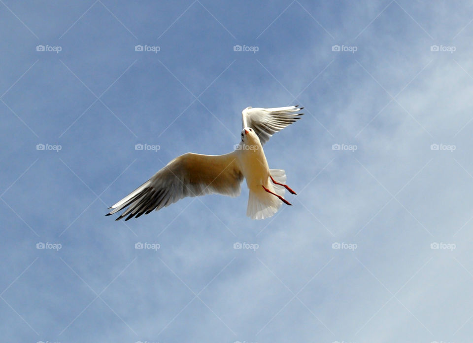 flying seagull