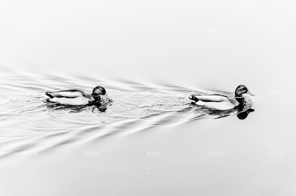 Two ducks on a lake