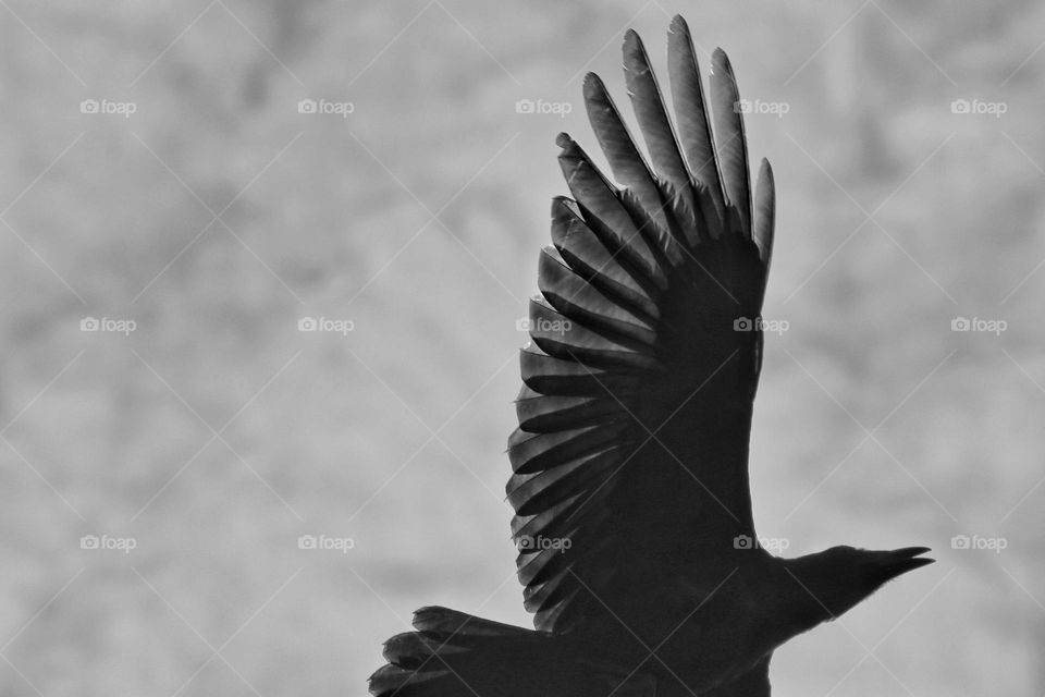 Black and white photo of a flying raven in the sky