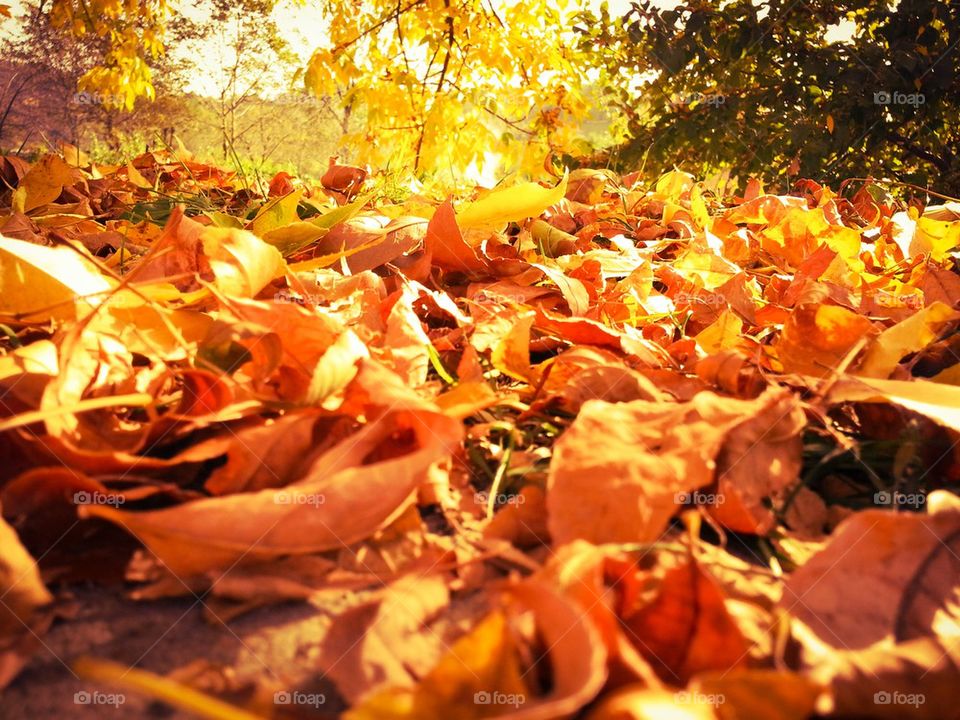 Yellow autumn