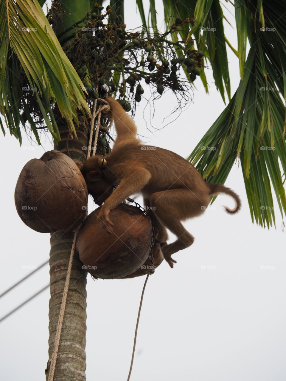 Training a monkey to work