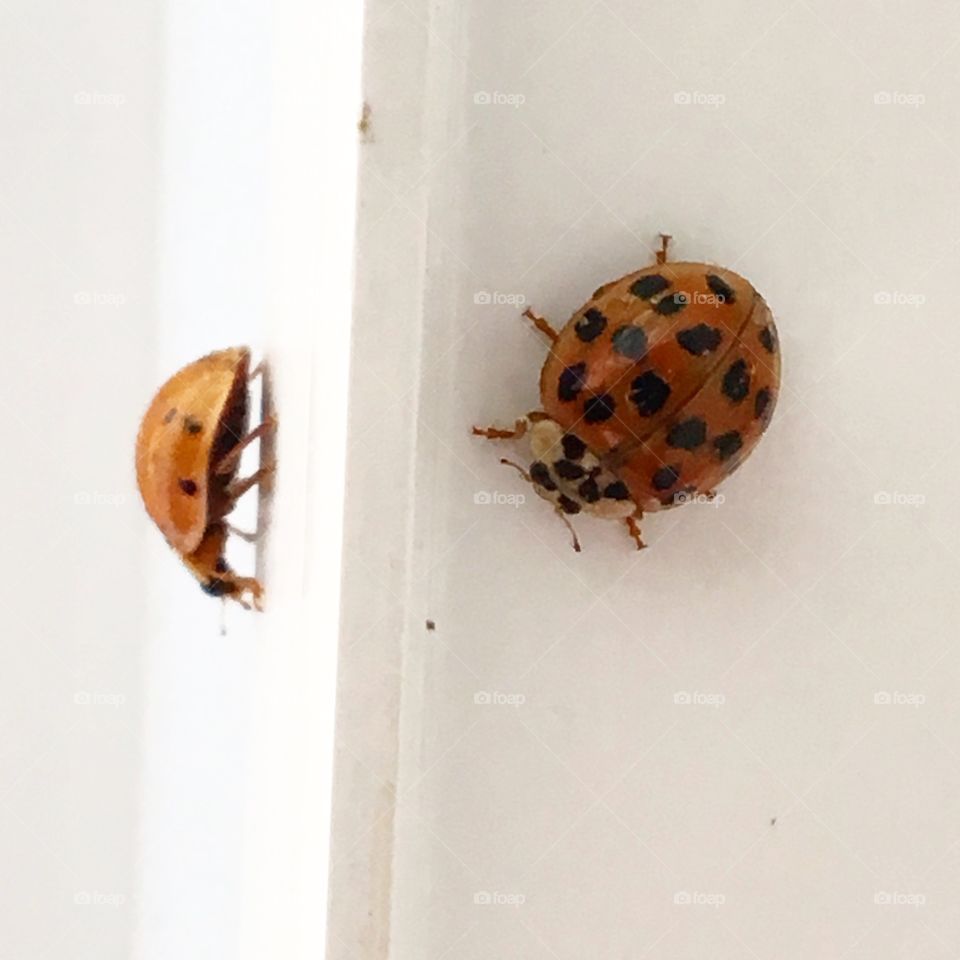 Lady bugs