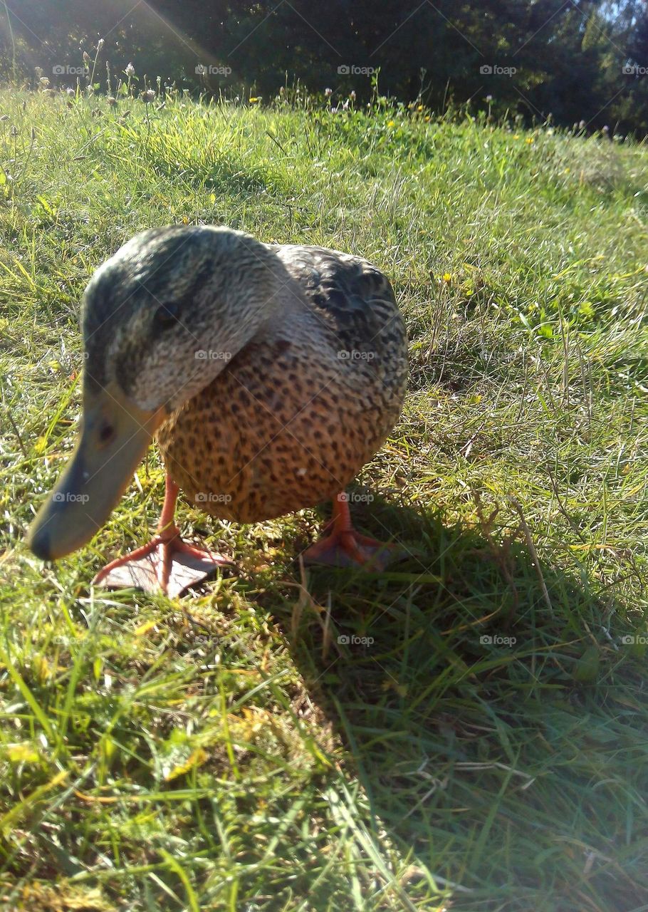 duck 🦆 on a green grass in the sunlight view from the ground