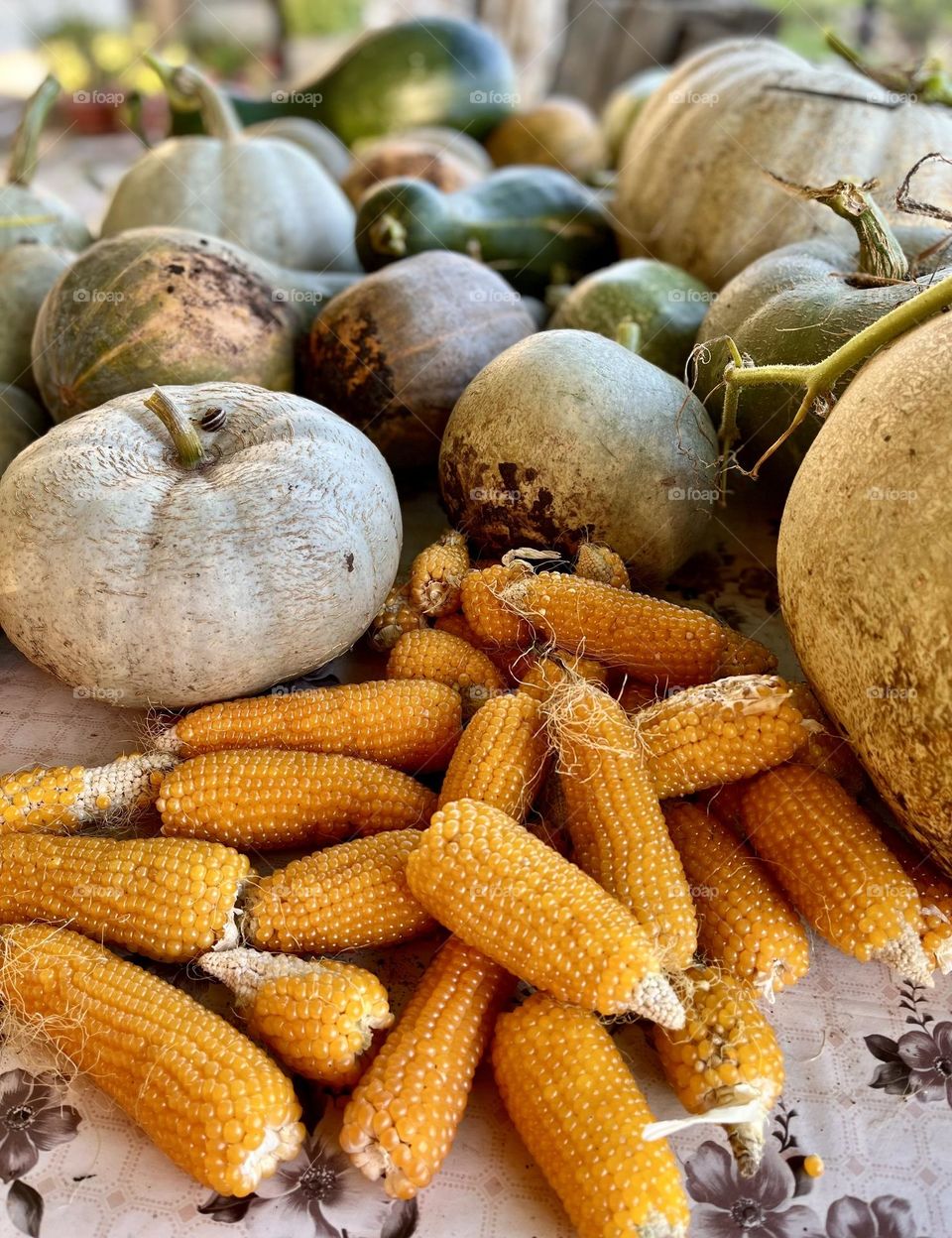 Pumpkins and corns for popcorn 