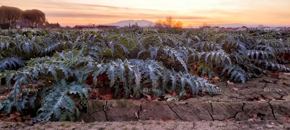 Artichokes at sunset