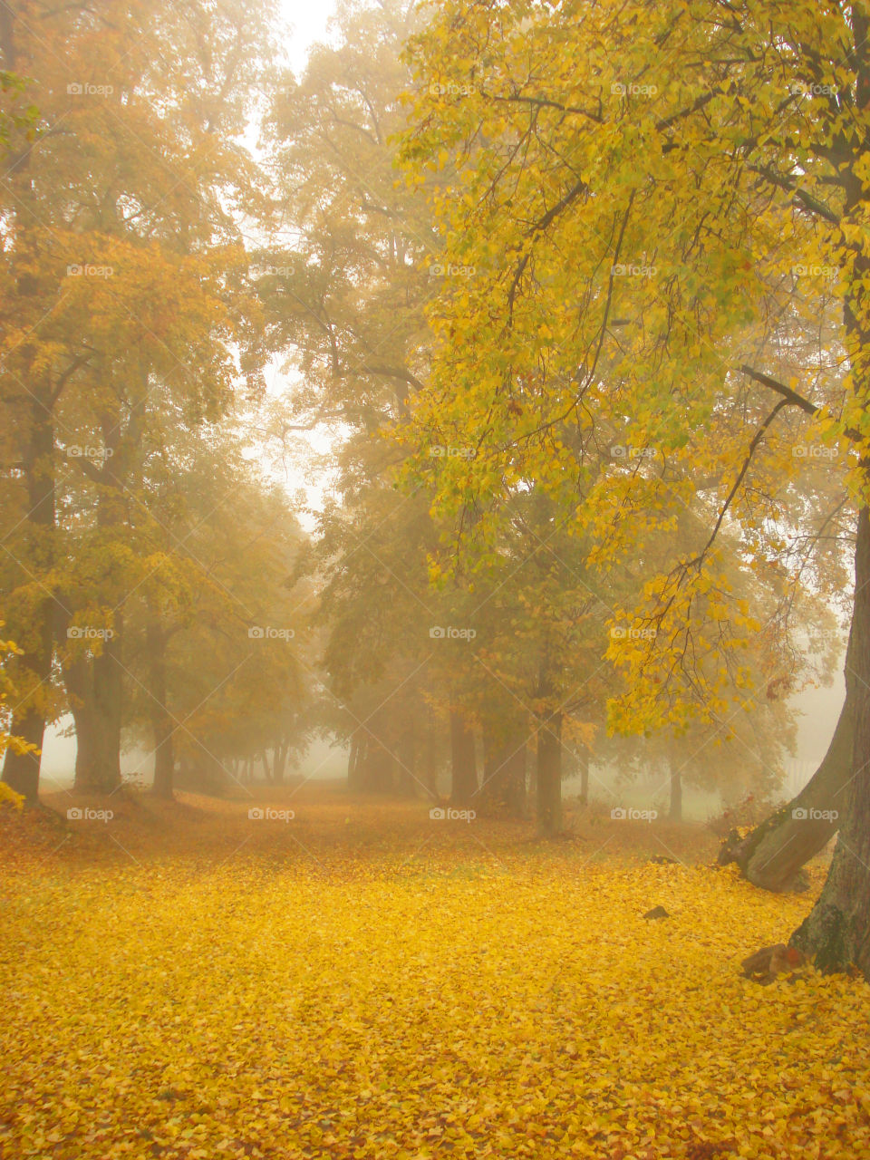 Beautiful view of trees during autumn