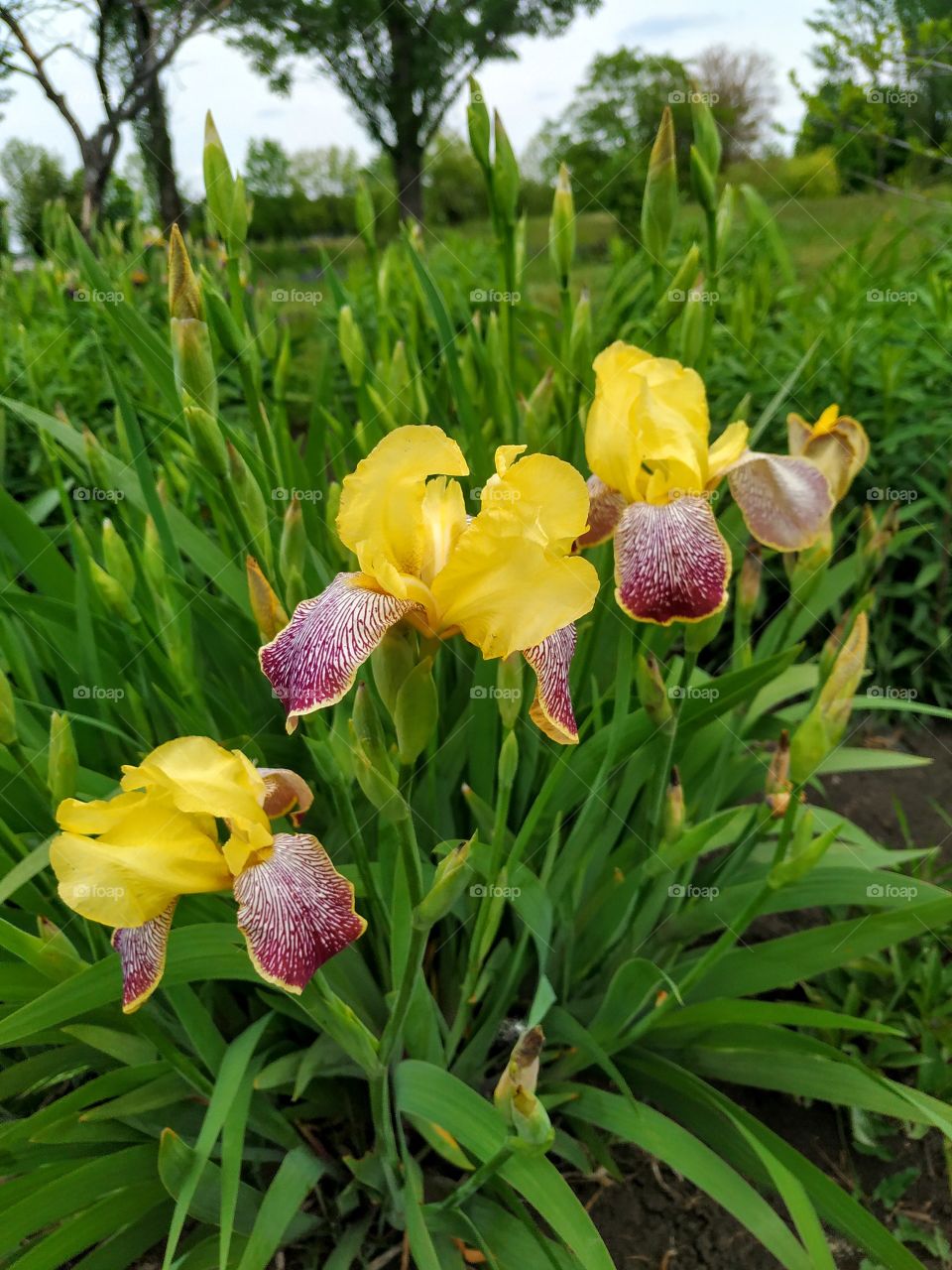 Wonderful yellow irises