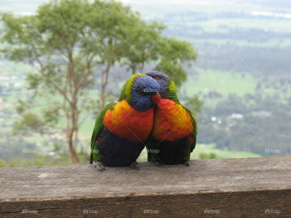 Rainbow lorikeets