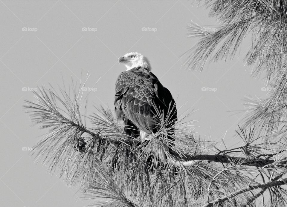 wildlife, apex predator, the beauty of black and white,  a bald eagle perch high on a tree branch.