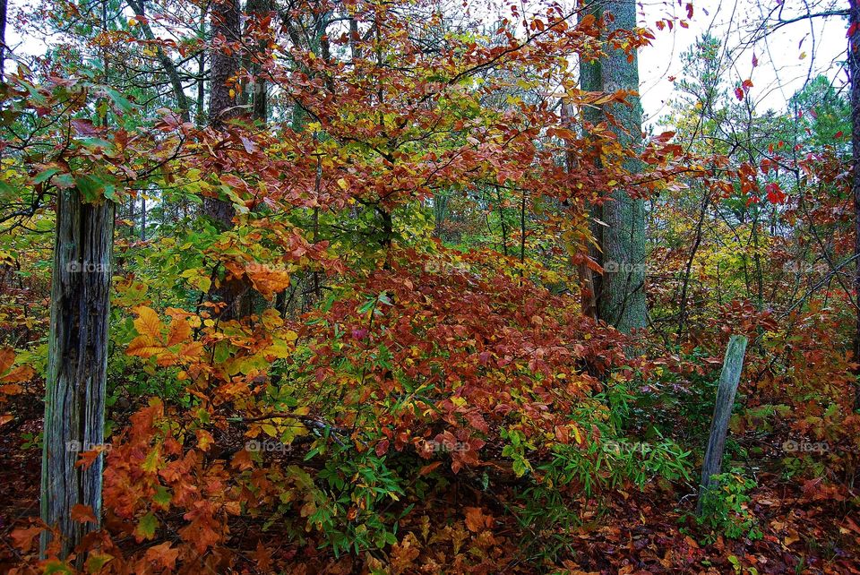 Forest in the fall