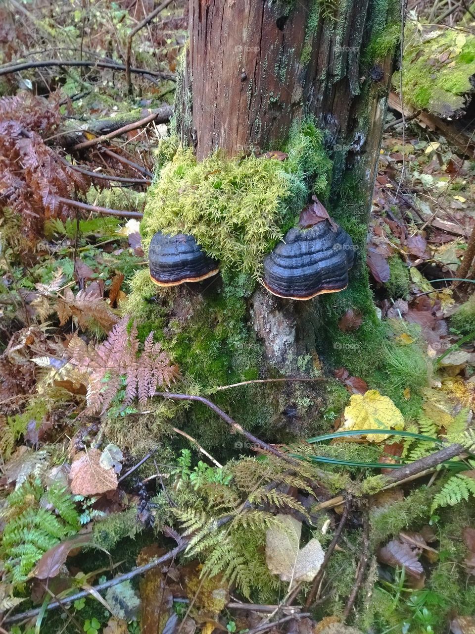 природа лес