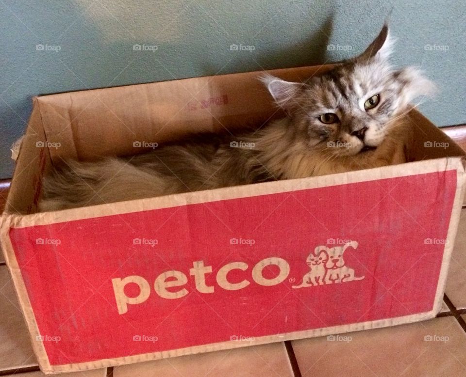 MalloyBoy cat in a box!