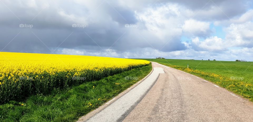 Road through fields of rape
