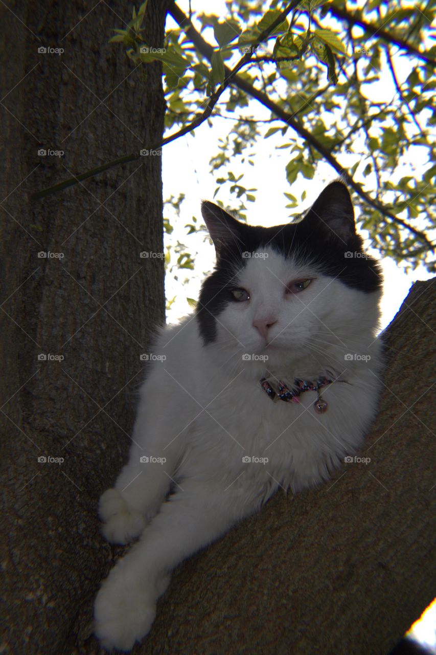 Long-haired Black & White Cat in a Tree