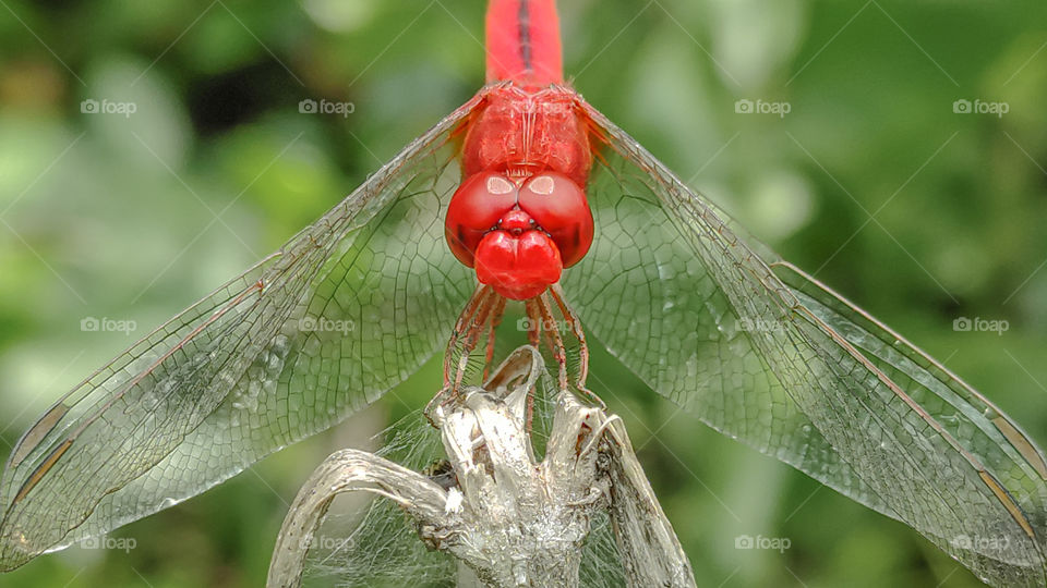 Red Dragonfly close up
