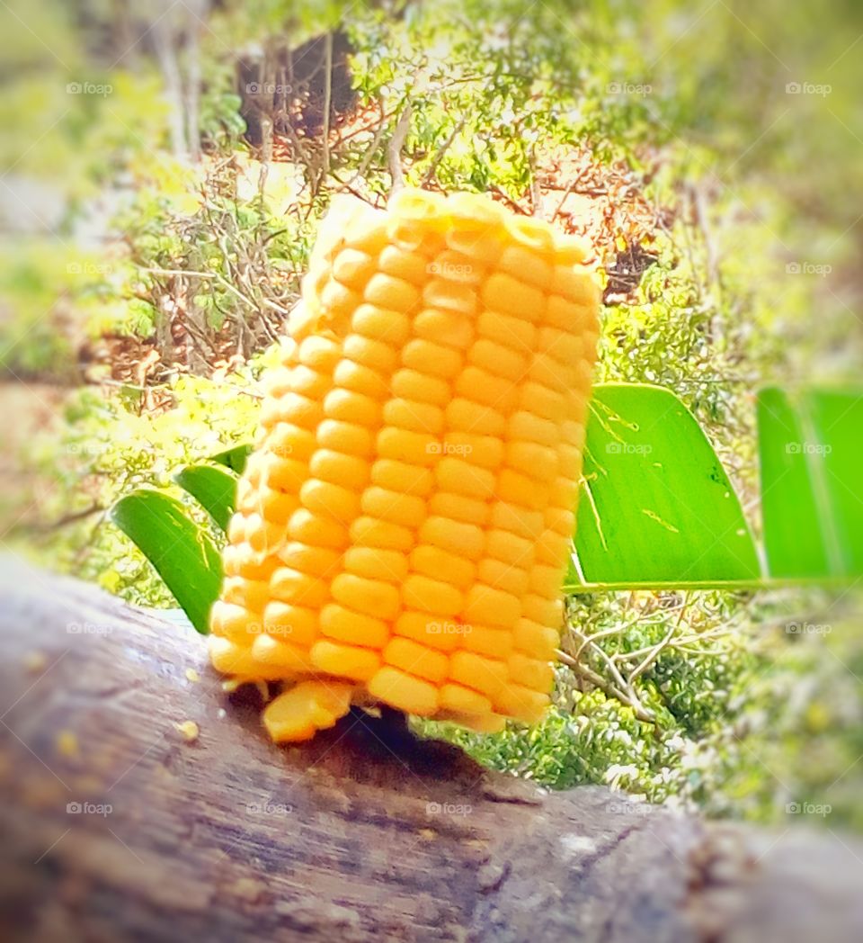 Sweet corn placed on timber