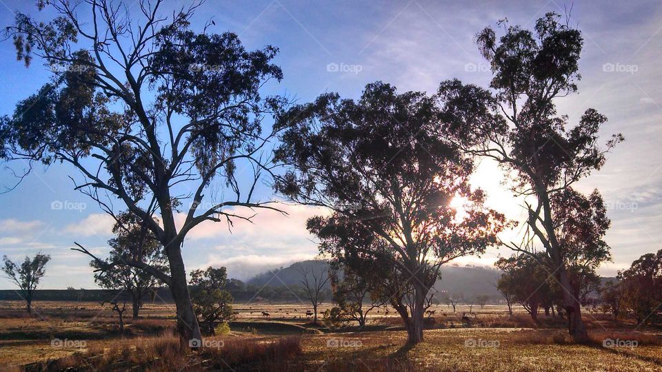 Australian Bush