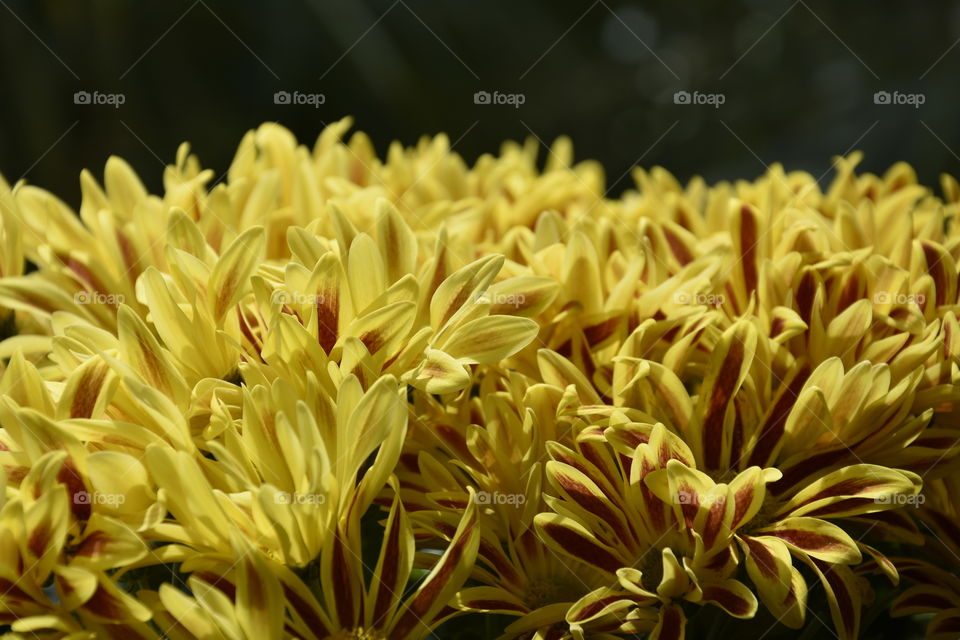 Yellow flowers