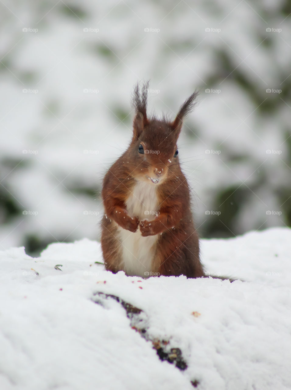 Squirrel winter time