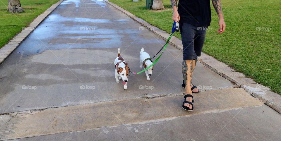 Dog walking 🐕🐾 Animals🐕🐾 Outside 🐕🐾