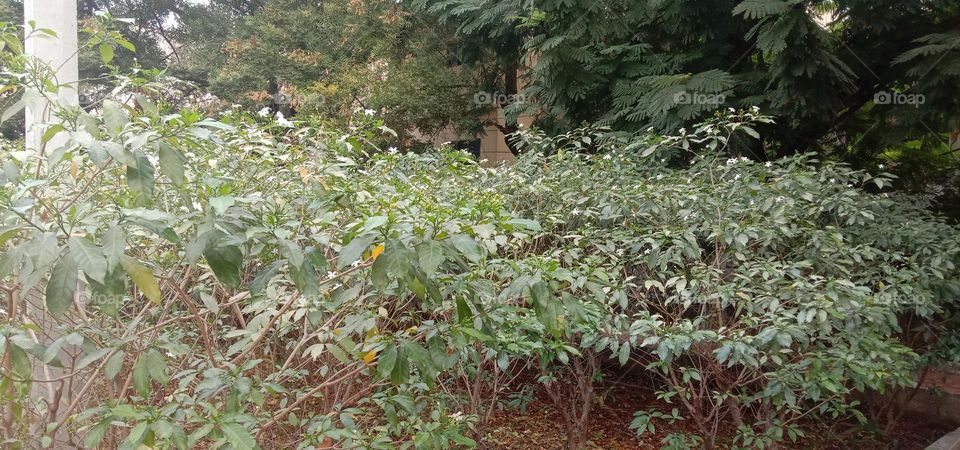 plants with mini white colour flowers 💐