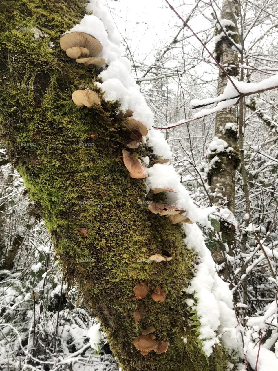 Snowy tree trunk in the PNW 