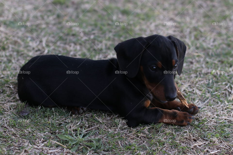 black daschund puppy resting