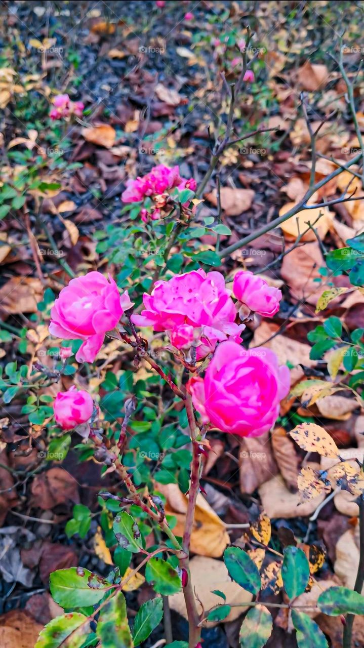 "Pink Roses in Bloom During Autumn"