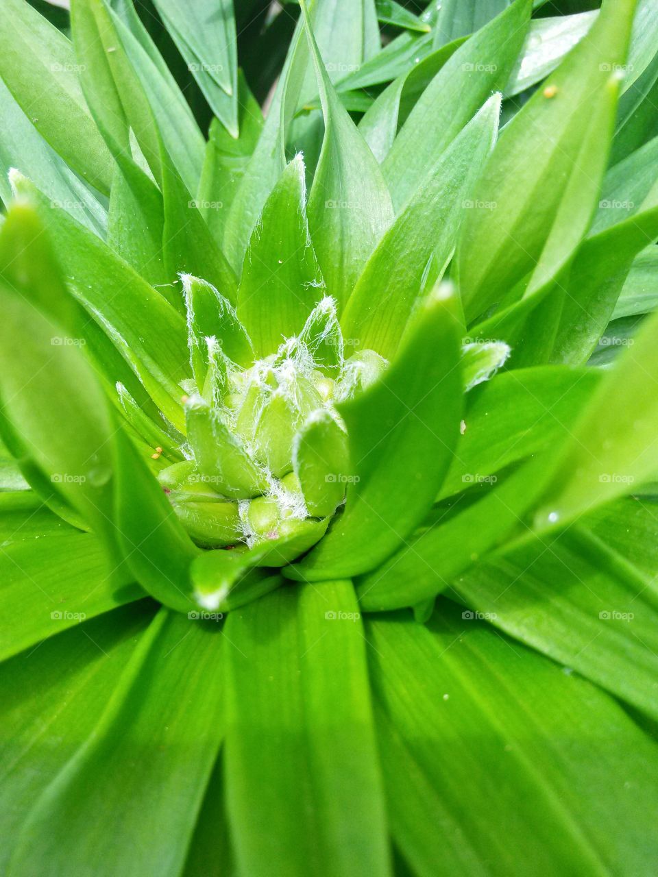 almost lillies. the Lillies in my garden are about to bloom. 