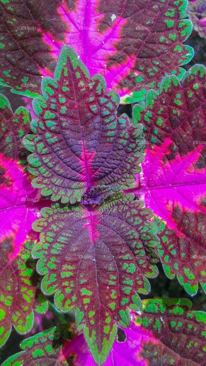 Pink and green leaves