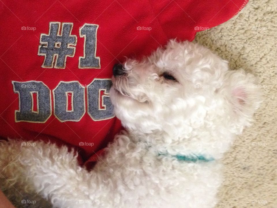 Max, #1 DOG is a Smiling and Sleeping Bichon Maltese 
