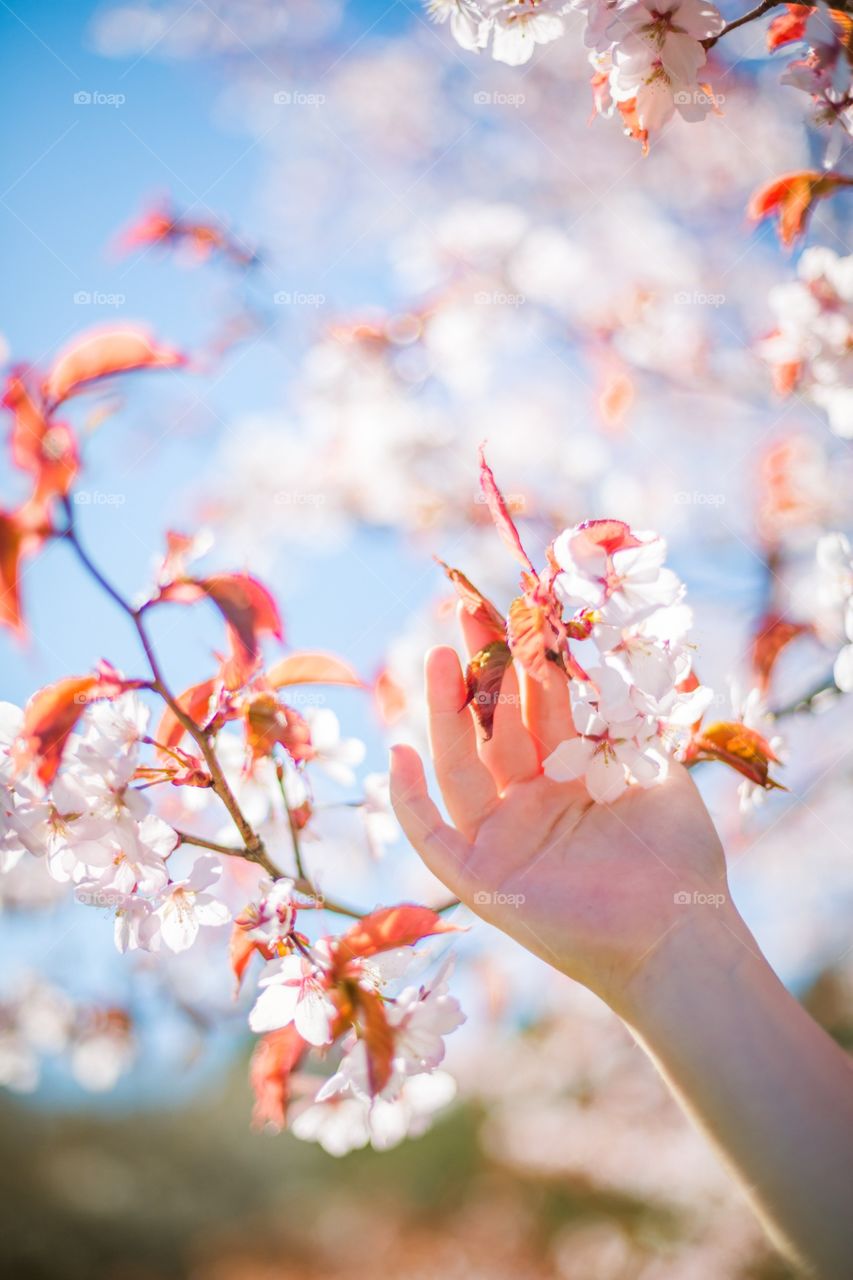 Nature, Flower, Leaf, Outdoors, Tree