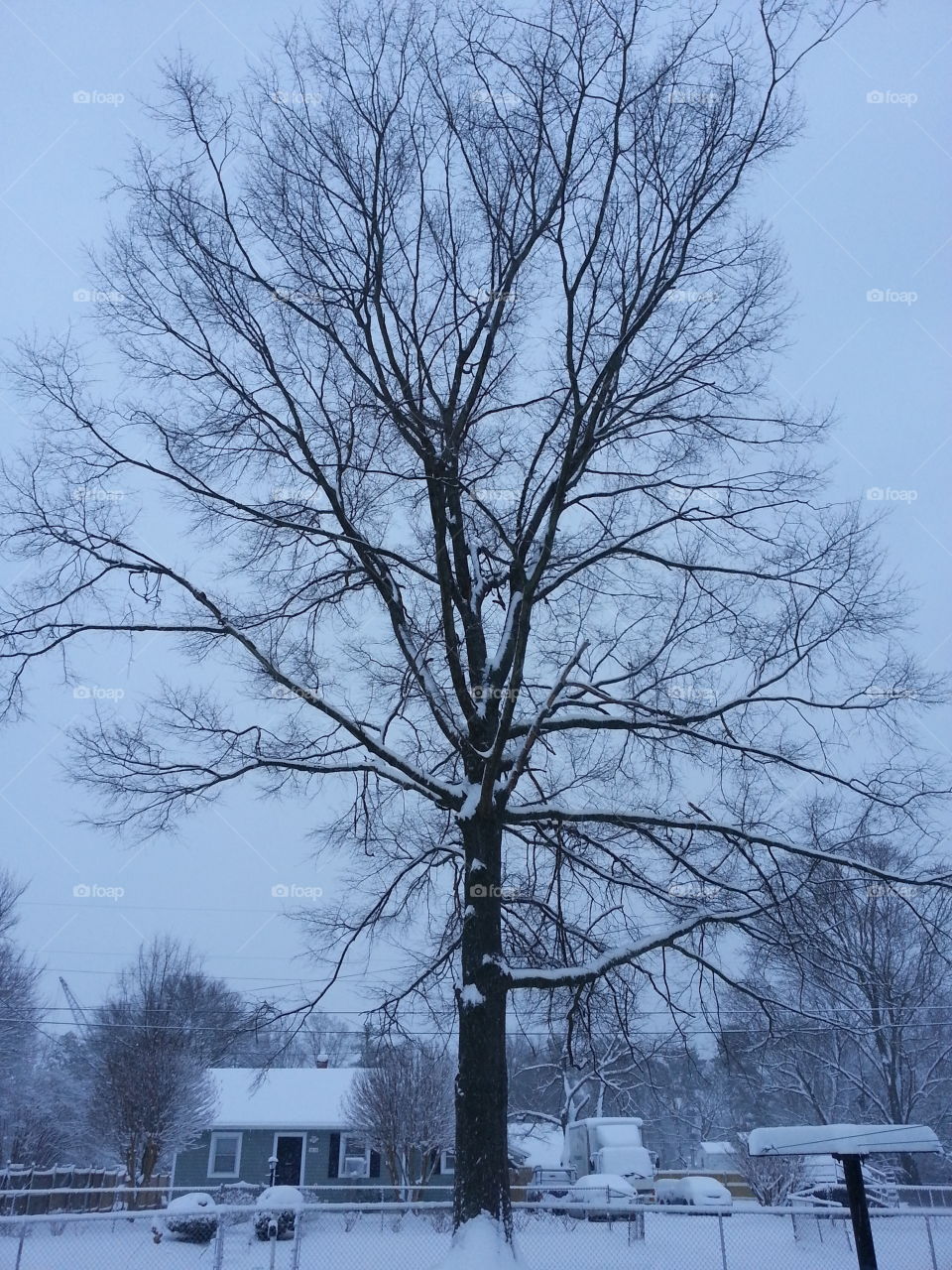 winters tree. winters tree