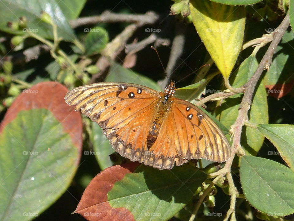 Butterfly on multi color leaves