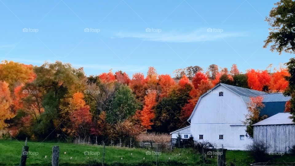 Autumn in the Country