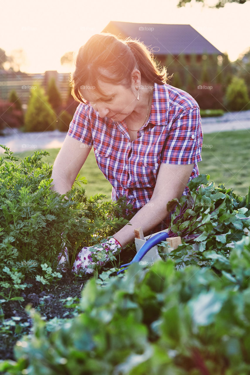 Woman working in a home garden in the backyard, picking the vegetables and put to wooden box. Candid people, real moments, authentic situations