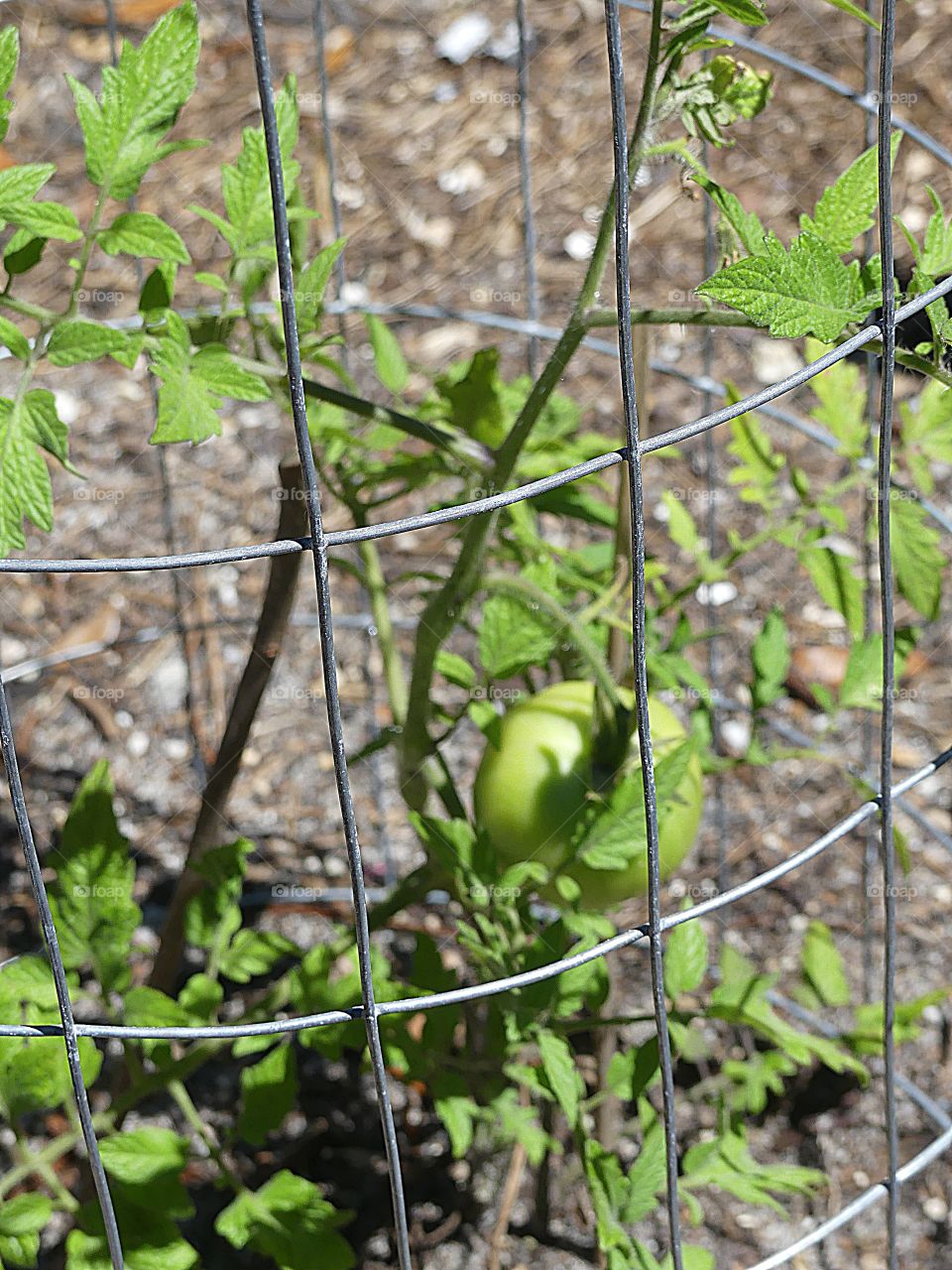 Gaged tomato plant with tomatoes 