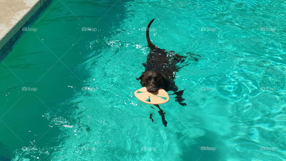 Doggy Swimming Fun