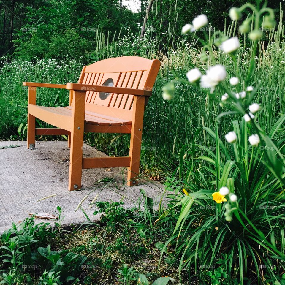 Wooden bench amongst tall grass trees