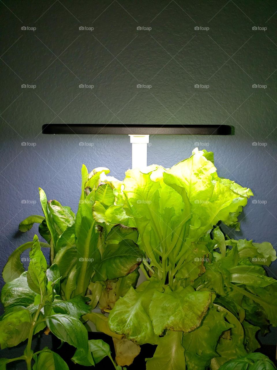 Indoor lettuce