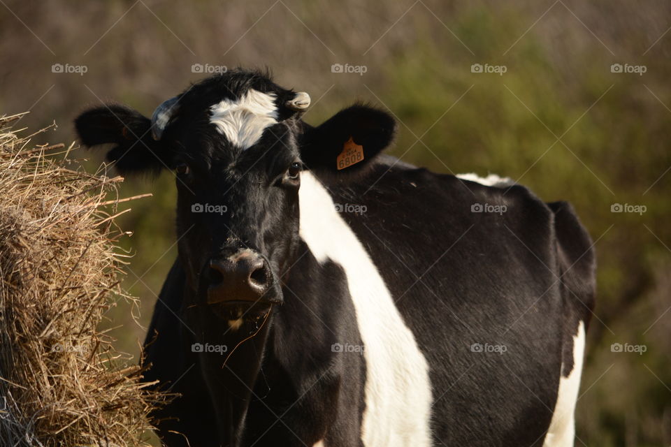 Vaca Ganadería Animal