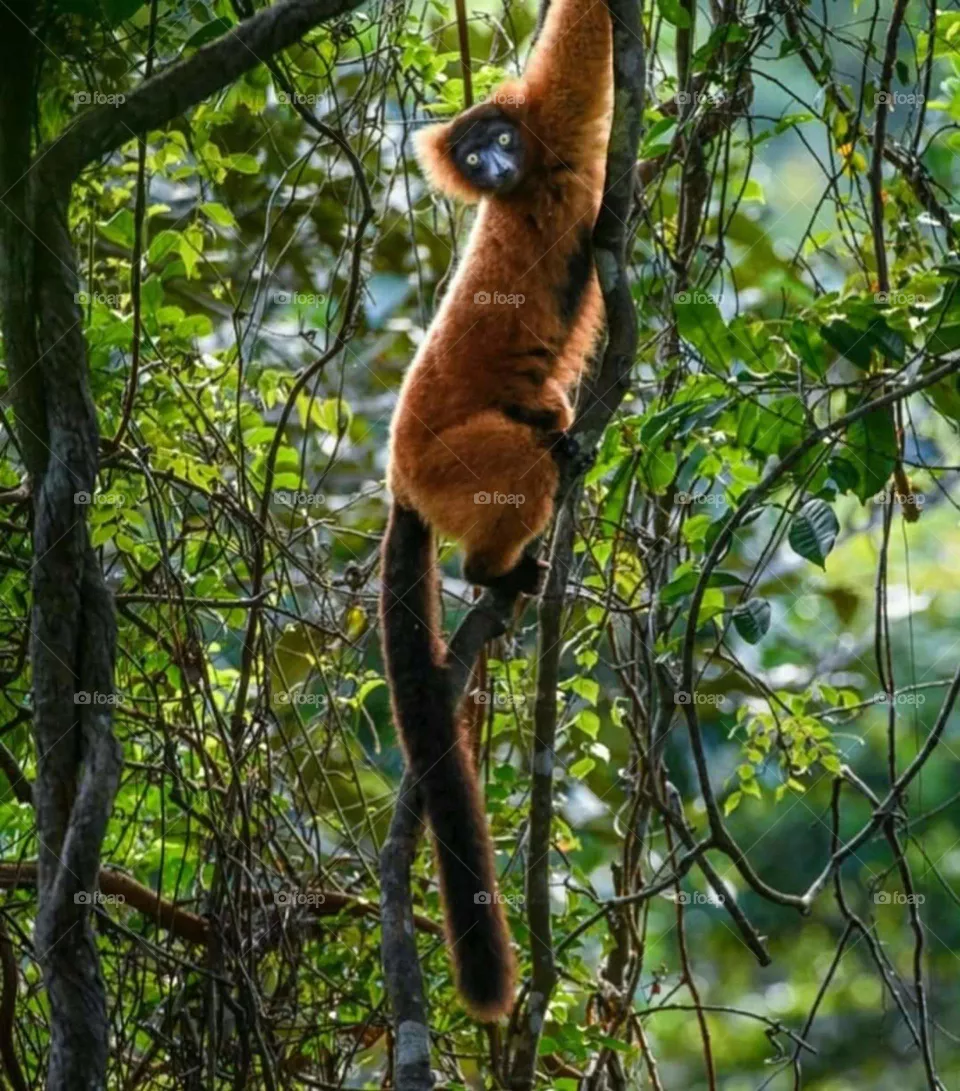 different monkey with tree