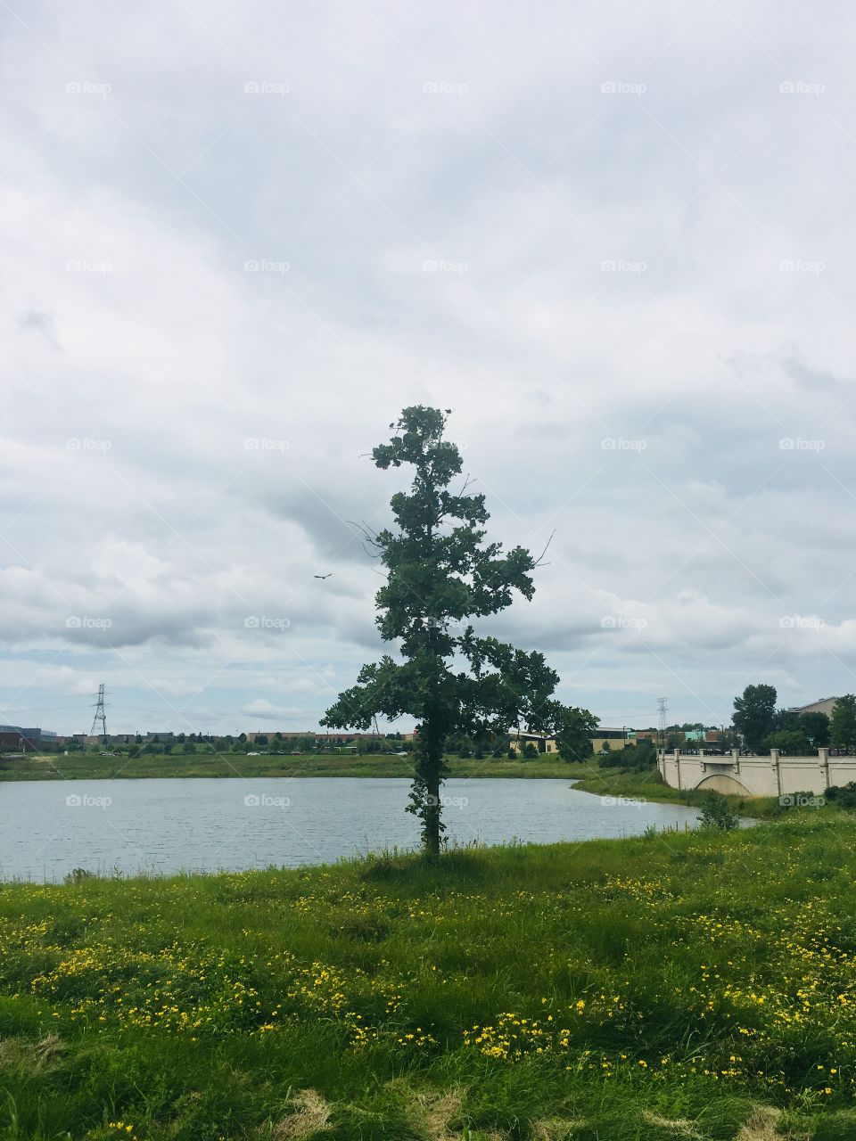 Lone tree by a pond