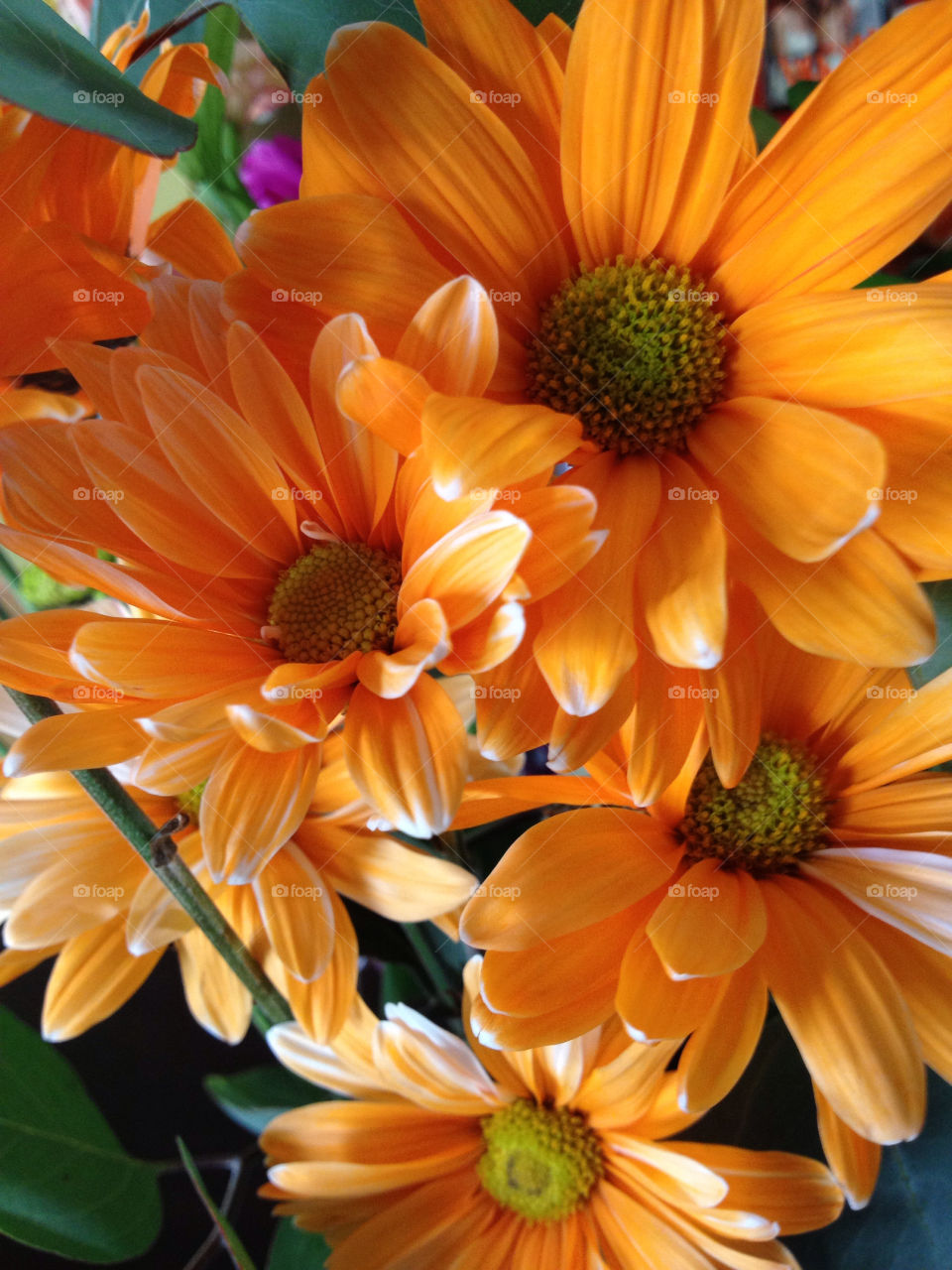 flower summer orange plant by am0508