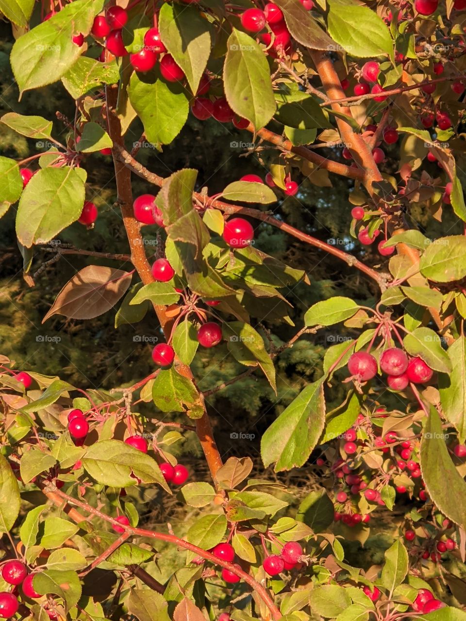 Red berries