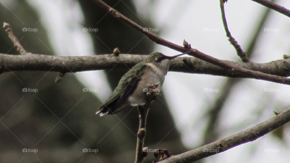 Hummingbird in a tree