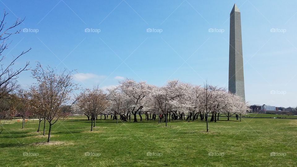 Cherry blossom trees on the Mall in Washington DC in springtime near the Washington monument