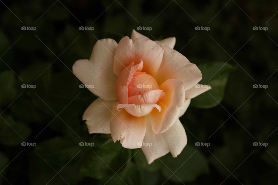 Flower, No Person, Rose, Nature, Leaf