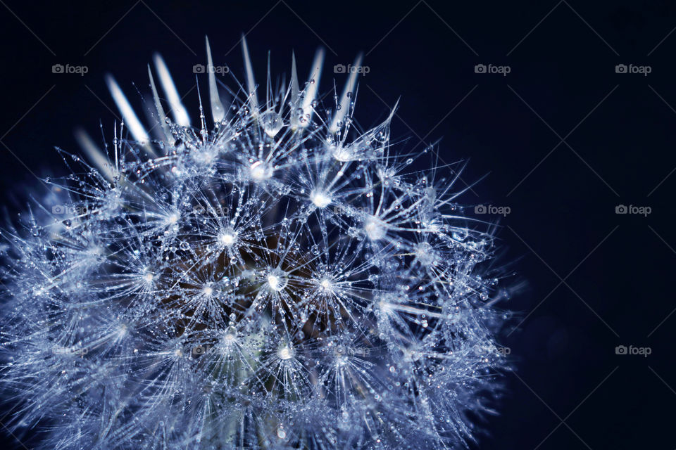 Dandelion after tale rain... 