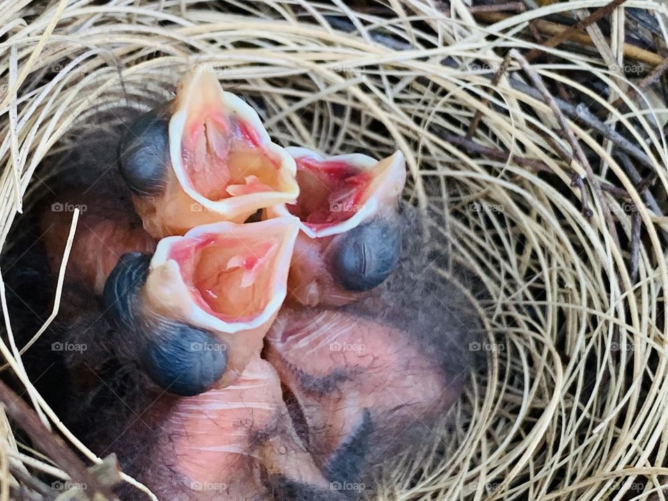 This is spring. Things are coming to life. A time of rebirth, renewal and awakening. Three two day old Baby Cardinals in the nest with mouths wide open waiting for their mother to feed them